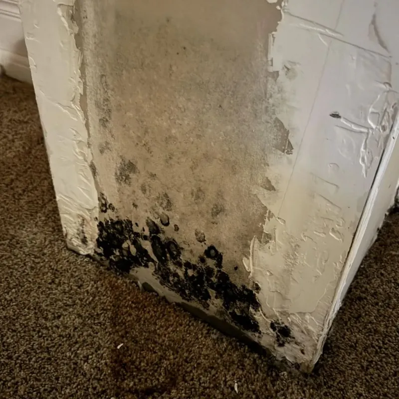 Professional Mold Removal in Corinth, MS